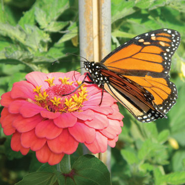 Monarch butterfly on Zinnia by Diane Turner