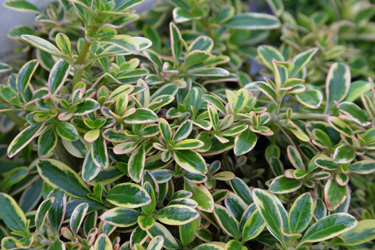 coprosma