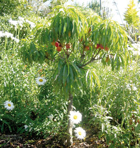 Dwarf Nectarine 'Garden Delight'