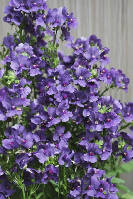 Nemesia Blueberry Ripple