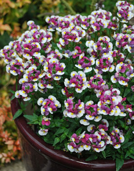 Nemesia Raspberry 'n Cream