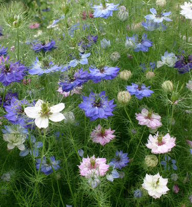 nigella