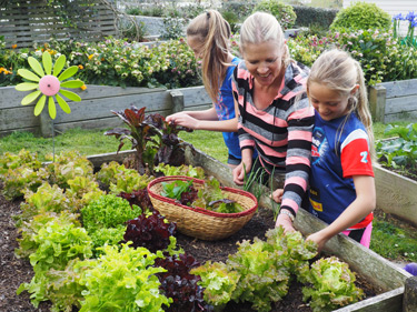 raised beds