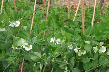 snow peas