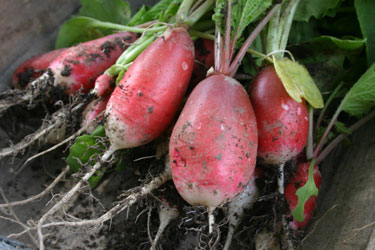 radishes