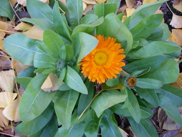 calendula