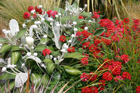 Marlborough rock daisy    (Pachystegia) with grasses and    red verbena