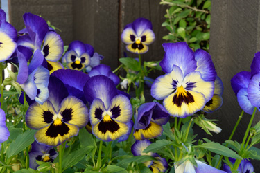 pansy