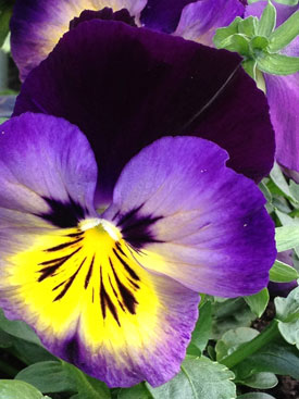 Pansy