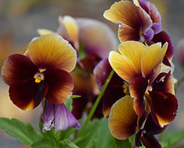 pansy