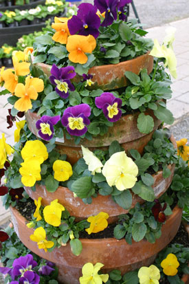 Pansies