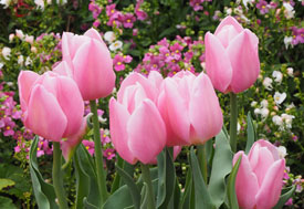 Sally’s  Ellerslie garden featured 300 tulips,    grown especially for her by Fiesta Bulbs