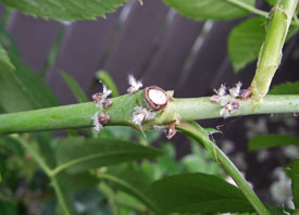 passionvine hopper nymphs