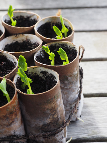 pea seedlings