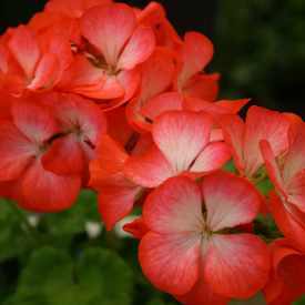 Pelargonium