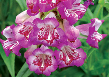 penstemon