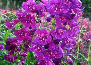 penstemon