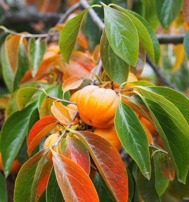 persimmon