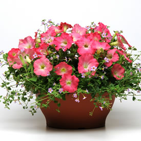 Fuseable petunia and bacopa