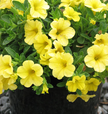 petunia pots