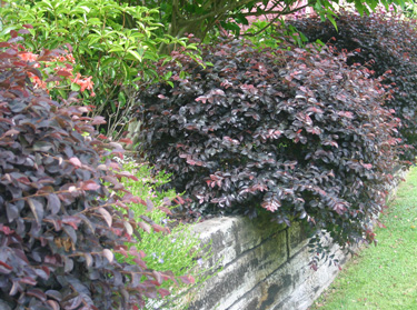 Loropetalum