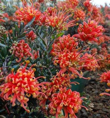 grevillea