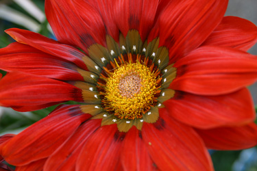 gazania