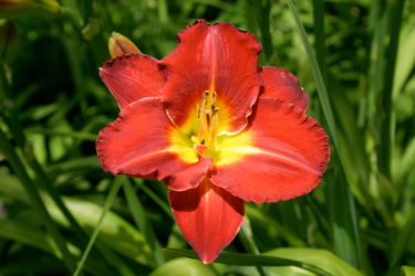 hemerocallis