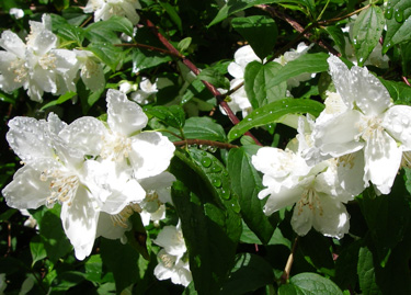 Mock orange