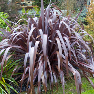 Phormium Dark Delight