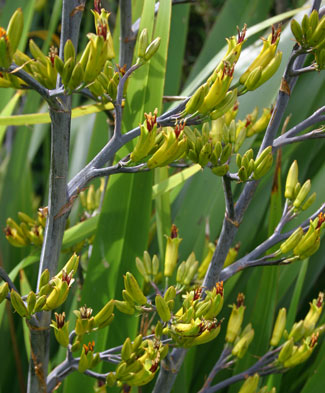 Phormium Green Dwarf flowers