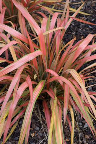 Phormium Jester