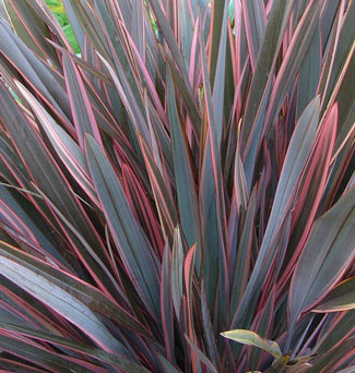 Phormium Rainbow Chief