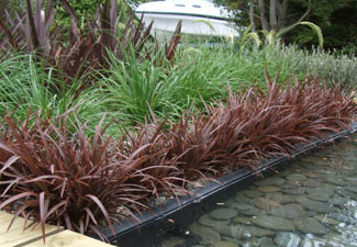 Phormium Sweet Mist