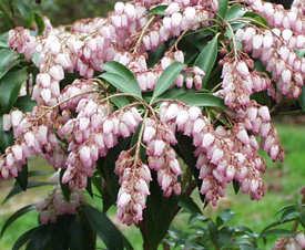 Pieris