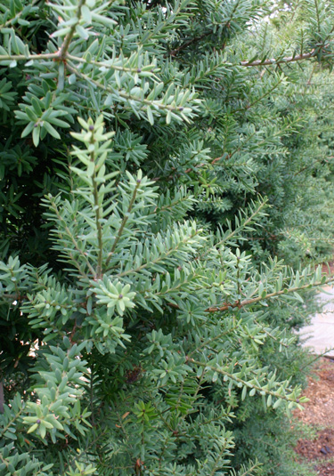 Podocarpus totara 'Matapouri Blue'