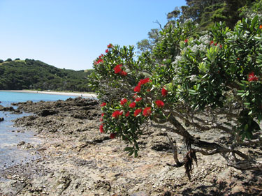 Pohutukawa