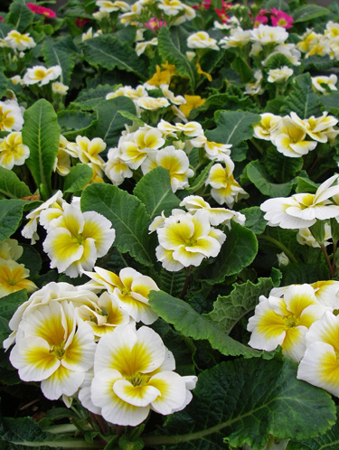 polyanthus