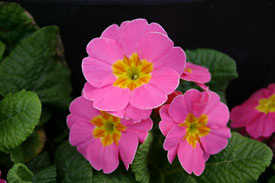 Polyanthus