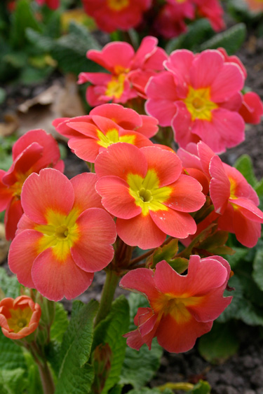 polyanthus