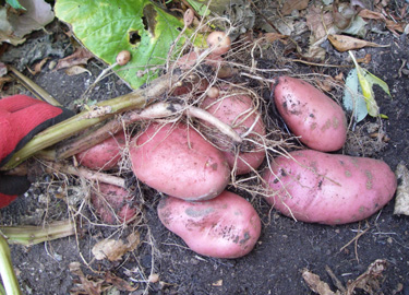 potatoes Heather