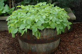 Potatoes in a tub