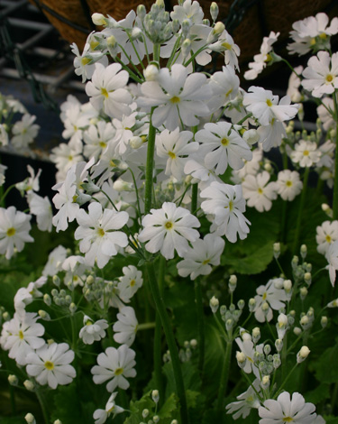 Fairy primula