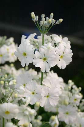 Primula malacoides