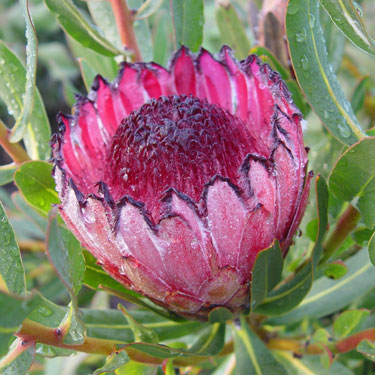 protea