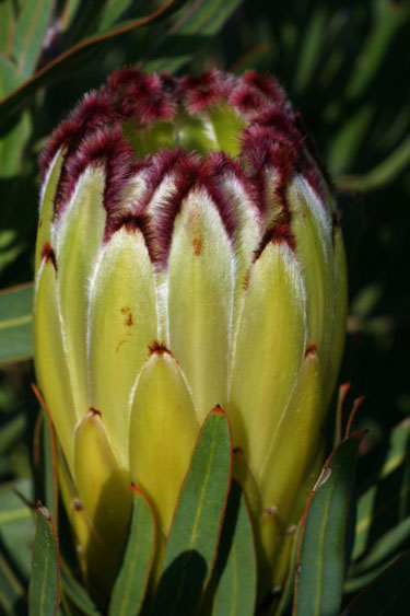 protea