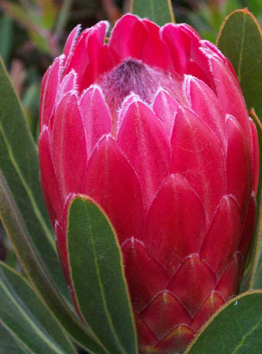 protea