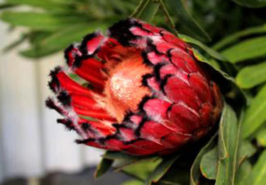 protea