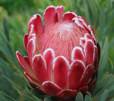 protea