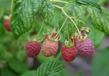 raspberries